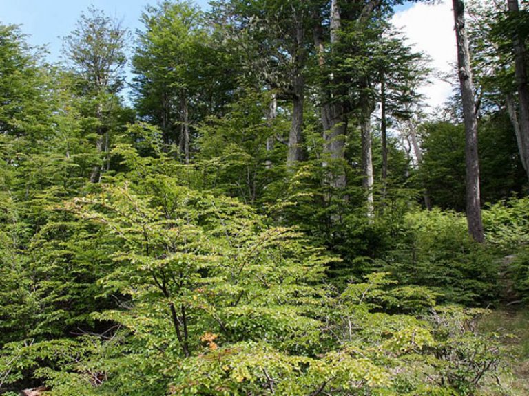 NUEVA CERTIFICACIÓN FSC®